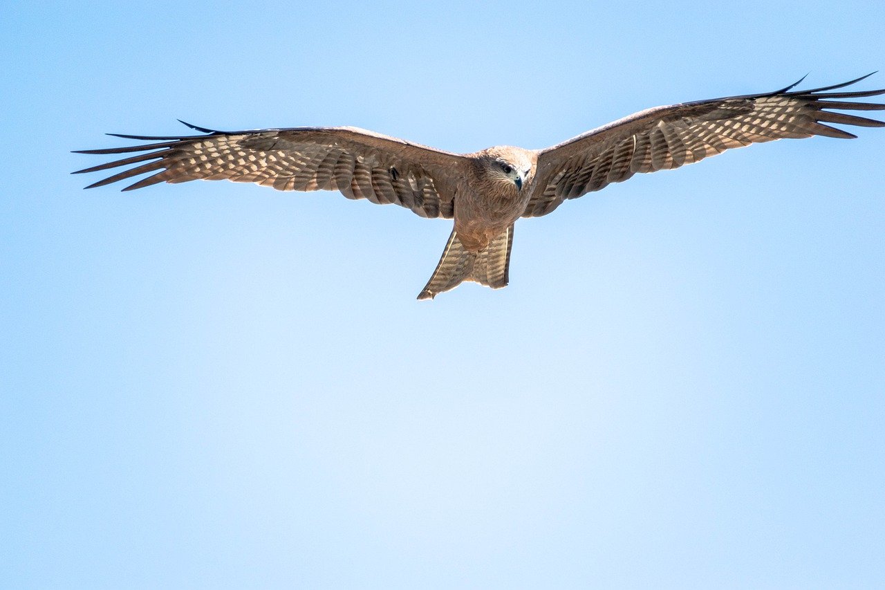 Your Kids' Guide to Making Their Own Kites